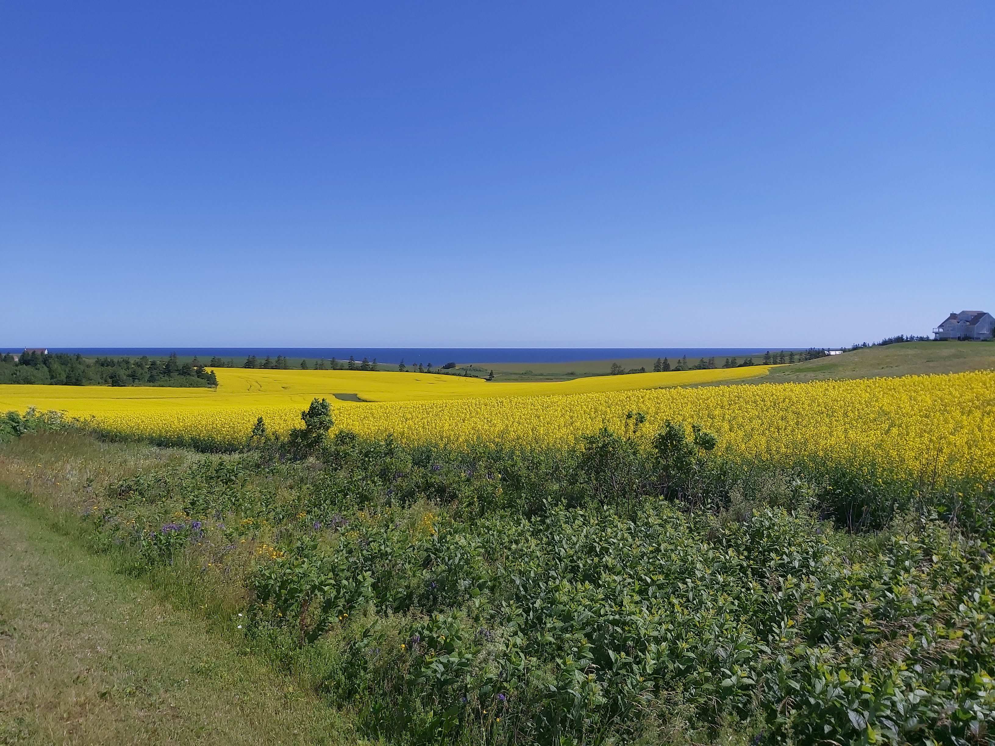 champ de cultivation jaune, mer au loin